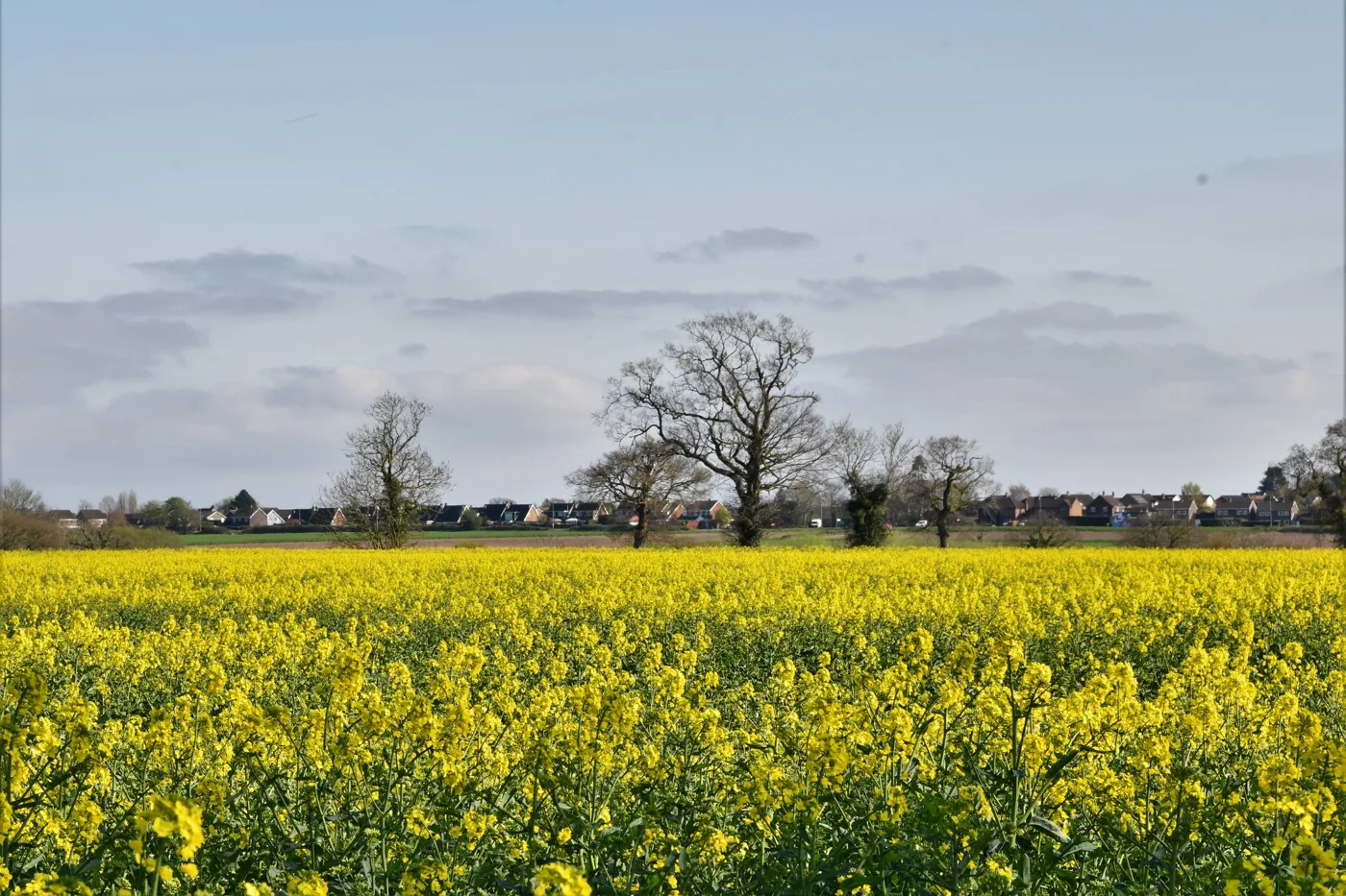Arable farmland on the northern edge of Wymondham, looking towards Tuttles Lane West and the town. The photograph shows the general area, not the application site itself.